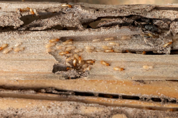 Insect Control in Spanish Fort, AL