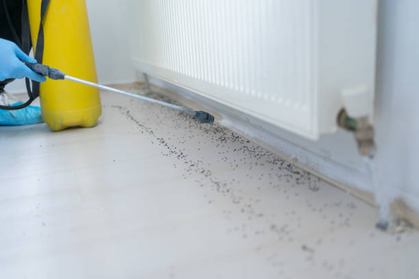 Flea Control Services in Spanish Fort, AL
