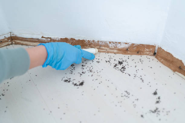 Best Mosquito Control Services  in Spanish Fort, AL